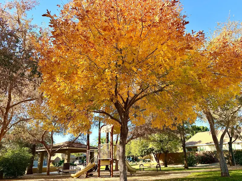Ash tree with golden fall color