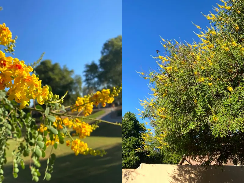Cascalote tree with yellow flower spikes