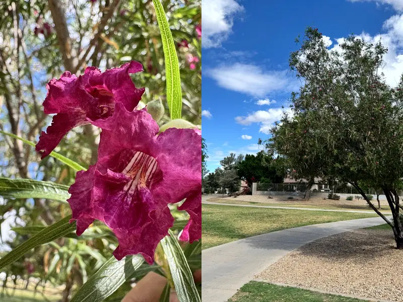 Desert Willow flower close-up and full tree