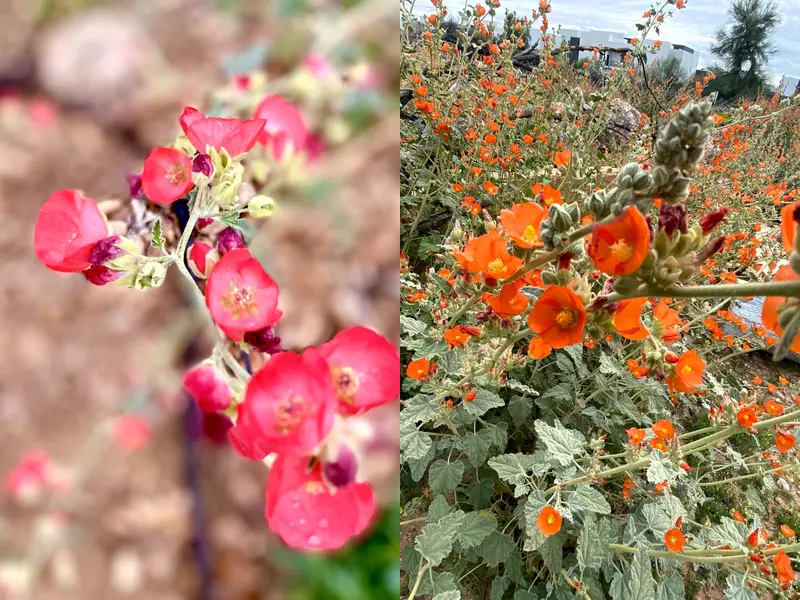 Globemallow flowers in red and orange