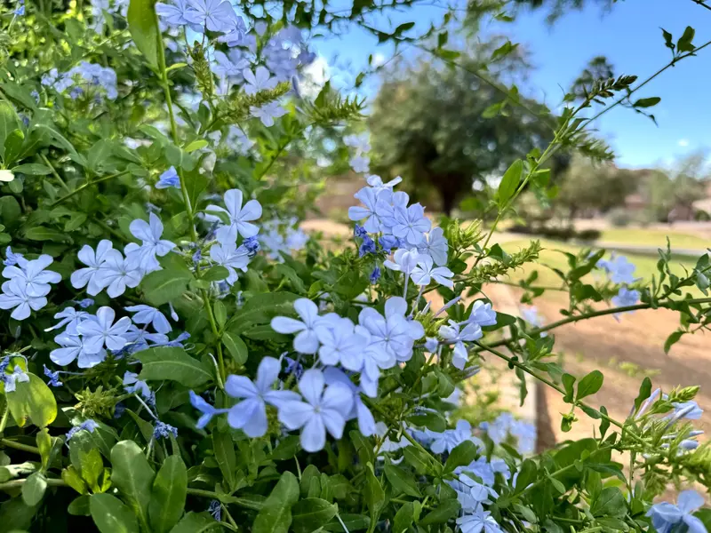 Cape Plumbago with sky-blue flowers