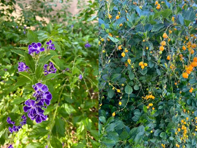 Skyflower purple blooms and golden berries
