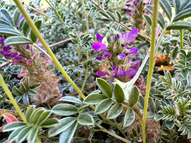 Trailing Dalea with purple blooms