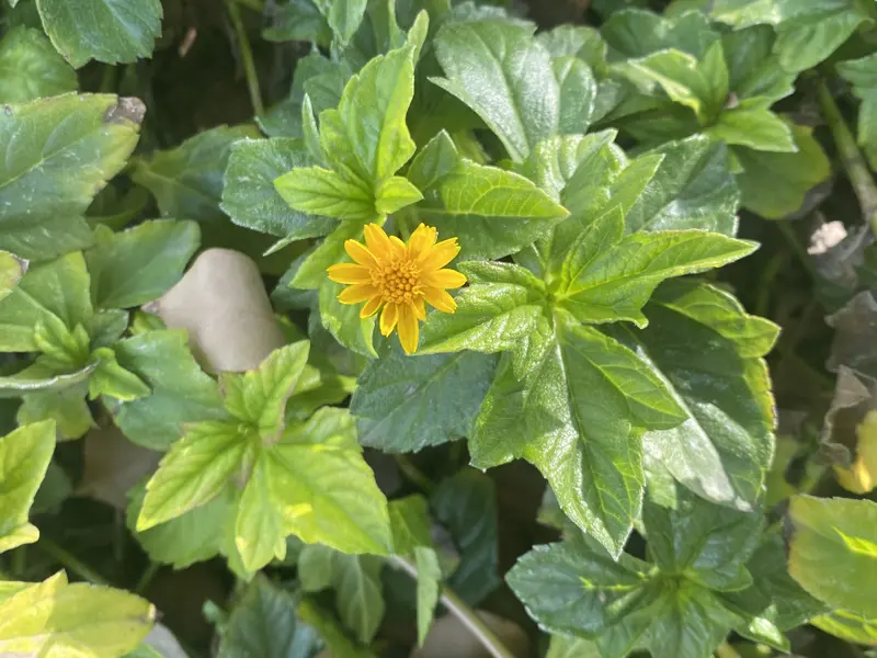 Yellow Dot groundcover with small yellow flowers